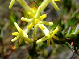 Gnidia